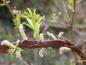 Preview: Drachenweide, Salix sachalinensis Sekka - verbänderter Trieb mit Kätzchen