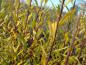 Preview: Gelbes Herbstlaub bei Salix sitchensis, aufgenommen im November