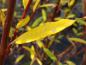 Preview: Salix sitchensis mit gelber Herbstfärbung