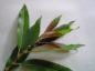 Preview: Mandelpil, Salix triandra Black Hollander