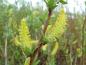 Preview: Salix triandra Black Hollander