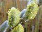 Preview: korgvide, bandpil, korgpil, Salix viminalis