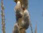 Preview: Videkissar av korgvide, bandpil, korgpil, Salix viminalis