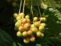 Preview: Reifende Frucht von Schisandra chinensis