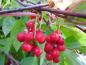 Preview: Roter Beerenschmuck der Fünf-Geschmacks-Frucht