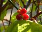 Preview: Rote Beeren der Schisandra chinensis