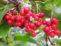 Preview: Rote Beeren des Chinesischen Spaltkölbchens