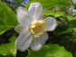 Preview: Sinocalycanthus sinensis