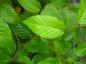 Preview: Sommerlaub von Betula alleghaniensis