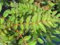 Preview: Sorbus hupehensis