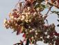 Preview: Sorbus hupehensis