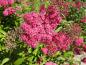 Preview: Spiraea japonica Anthony Waterer