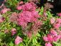 Preview: Spiraea japonica Anthony Waterer