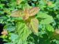 Preview: Spiraea chamaedryfolia, kvastspirea, Spiraea flexuosa