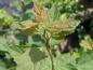 Preview: Spiraea chamaedryfolia, kvastspirea, Spiraea flexuosa