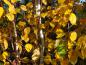Preview: Himalajabjörk, Betula jacquemontii, Betula utilis jacquemontii