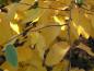 Preview: Schönes Herbstlaub von Betula lenta
