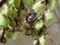 Preview: Stachyurus praecox als Bienenweide