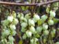 Preview: Die weiße Blüte der Stachyurus praecox