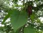 Preview: Das sommergrüne Blatt der Großblättrigen Birke (Betula maximowicziana) mit den Fruchtkätzchen