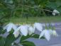 Preview: Weiße Blüten vom Schneeglöckchenstrauch
