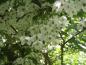 Preview: Schneeglöckchenstrauch: Weiße Blütenpracht im Sommer