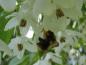 Preview: Der Schneeglöckchenstrauch wird gerne als Bienenweide verwendet.