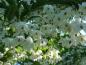 Preview: Weiße Blüten in großer Anzahl bei Styrax japonica
