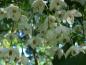 Preview: Nahaufnahme der duftenden Blüten des Schneeglöckchenstrauchs