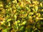 Preview: Gelbes Herbstlaub bei Betula medwediewii