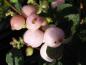 Preview: Früchte der Amethystbeere Taiga