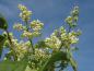 Preview: Blütentrieb vom Flieder Ivory Silk
