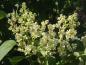 Preview: Syringa reticulata Ivory Silk: Blütenknospen