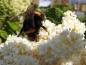 Preview: Ligustersyren Ivory Silk, Syringa reticulata Ivory Silk