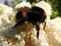Preview: Die Blüten des Flieders Ivory Silk ziehen Insekten an.