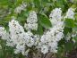 Preview: Vit bondsyren, Syringa vulgaris Alba