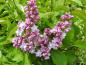 Preview: Duftende Blüten des Syringa vulgaris Hybride Michel Buchner
