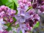 Preview: Gefüllte lila Blüten des Syringa vulgaris Hybride Michel Buchner