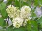 Preview: Edelflieder Primrose mit weißen Blüten