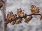 Preview: Ulmus carpinifolia