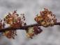Preview: Ulmus carpinifolia