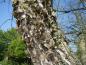 Preview: Betula nigra Heritage