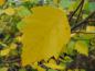 Preview: Herbstfärbung bei Betula nigra Heritage