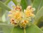 Preview: Zartgelbe Blüten des Kalifornischen Lorbeer