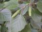 Preview: Sandbirke, Betula pendula - grob gesägte Blätter und Früchte