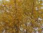 Preview: Betula pendula im gelben Herbstkleid