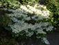 Preview: Blütenpracht des japanischen Schneeballs Mariesii