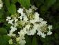 Preview: Viburnum plicatum tomentosum - ein weißblühender Strauch