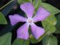 Preview: Immergrün - lila Blüte