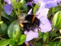 Preview: Vinca minor ist beliebt bei Insekten.